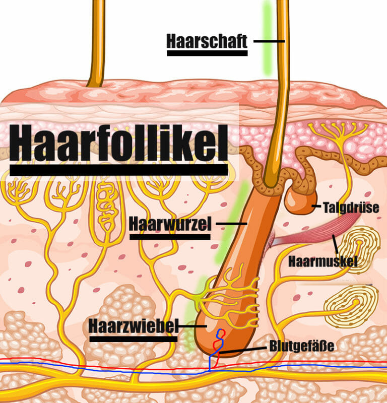 haartransplantation-mittels-haar-roboter-gesund-co-at