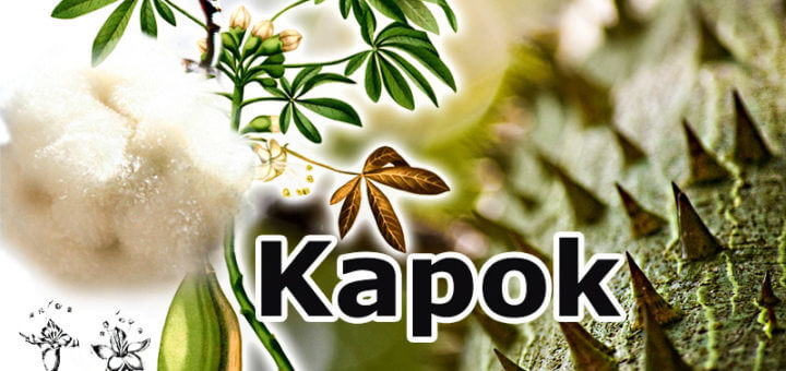 Kapok - alte Naturfaser neu entdeckt