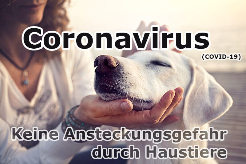 Coronavirus: Keine Ansteckungsgefahr durch Haustiere (COVID-19)