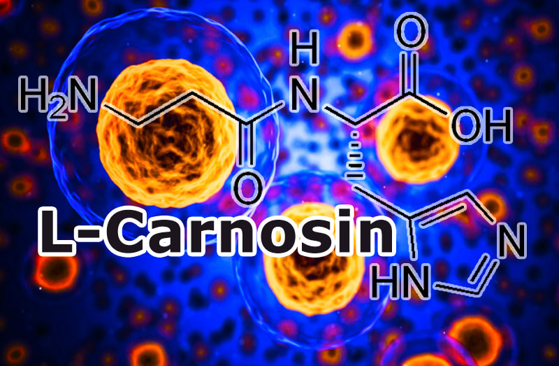Wofür wird das Nahrungsergänzungsmittel L-Carnosin eingesetzt?