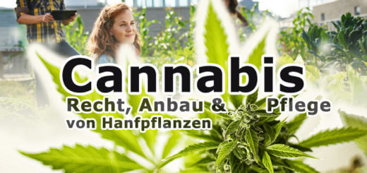 Medizinisches Cannabis: Anbau & Pflege von Hanfpflanzen