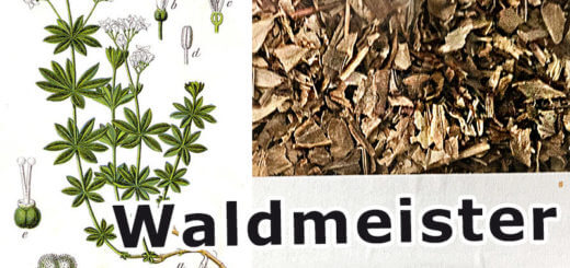Waldmeister | Wildpflanzen in der Küche