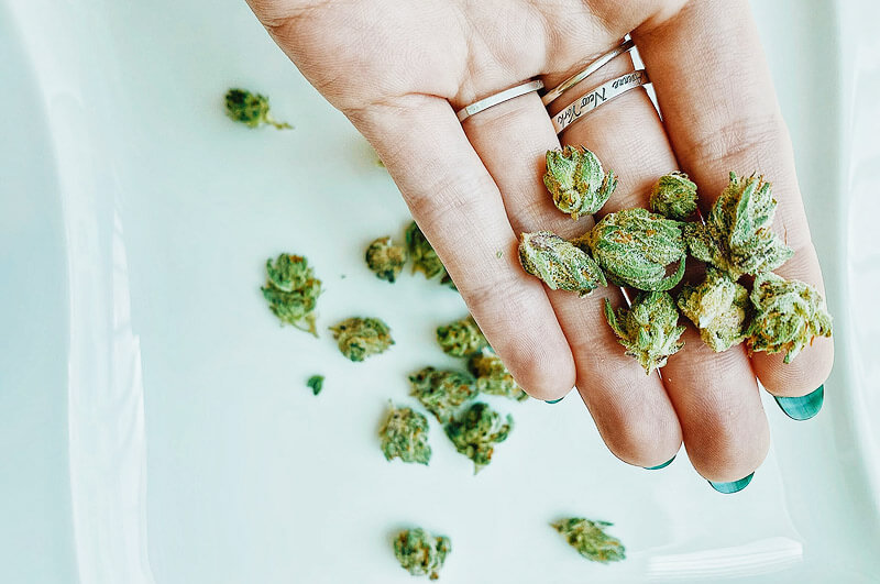 Medizinisches Cannabis: welche Sorten, für welche Anwendung?