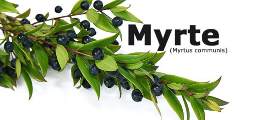 Myrte | Heilpflanzenlexikon