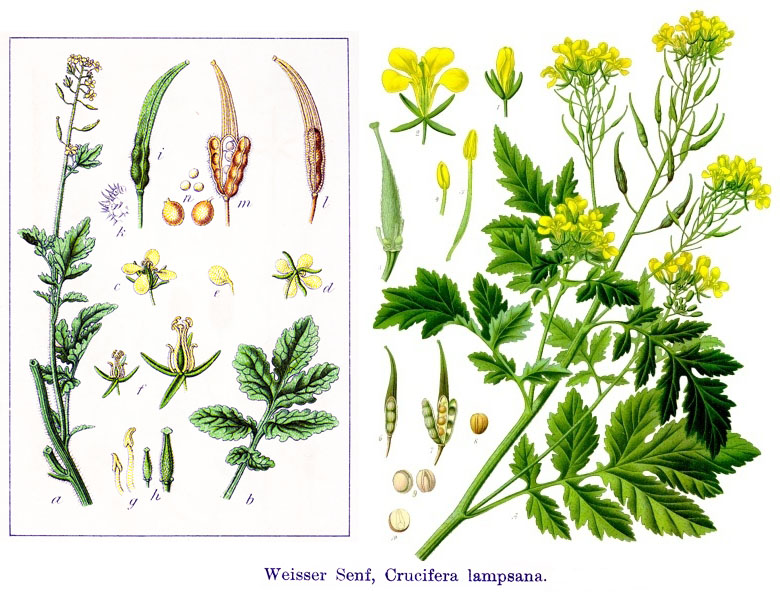 Pflanzenbild von weißem Senf