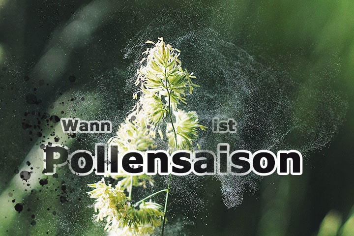 Pollensaison – wann die Belastung am höchsten ist
