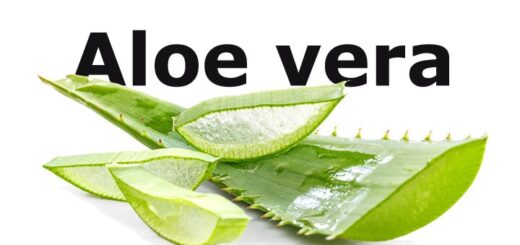 Aloe vera: über die vielseitige Wirkung der vergessenen Superpflanze