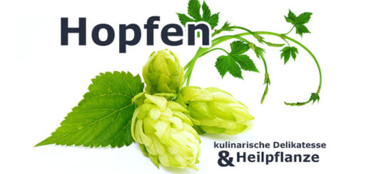 Hopfen | Heilpflanzenlexikon