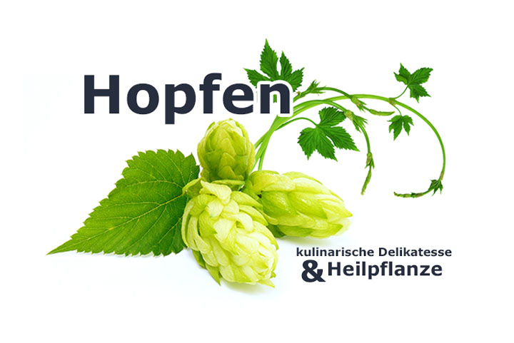 Hopfen | Heilpflanzenlexikon
