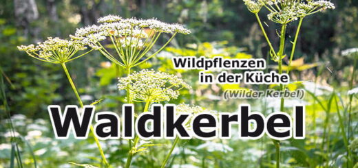 Waldkerbel | Wildpflanzen in der Küche