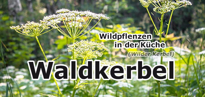 Waldkerbel | Wildpflanzen in der Küche
