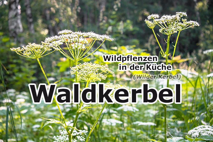 Waldkerbel | Wildpflanzen in der Küche