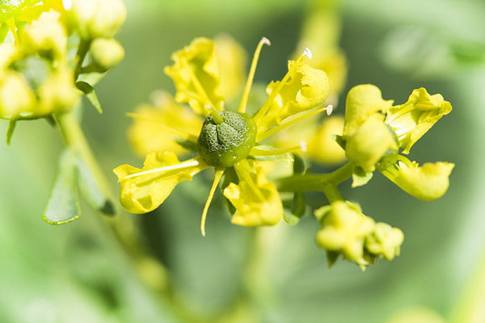 Weinraute - Ruta graveolens