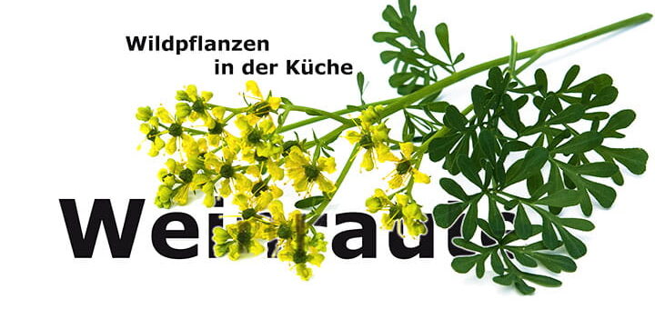Weinraute | Wildpflanze in der Küche