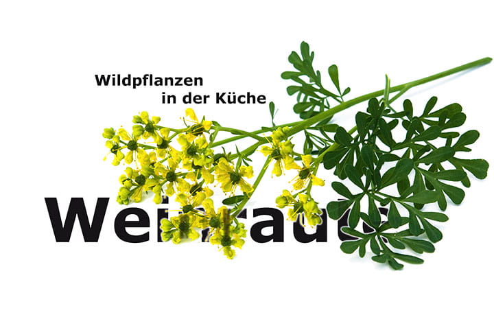 Weinraute | Wildpflanze in der Küche