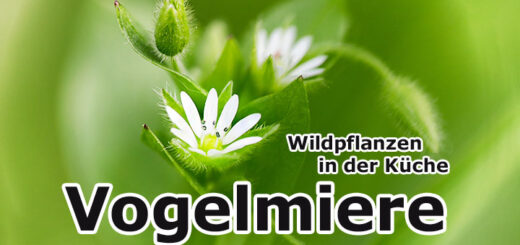 Vogelmiere | Wildpflanzen in der Küche