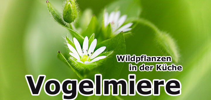Vogelmiere | Wildpflanzen in der Küche