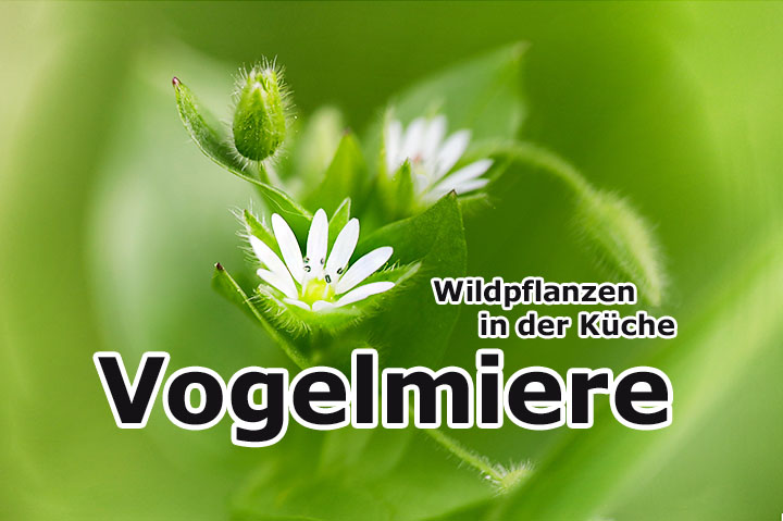 Vogelmiere | Wildpflanzen in der Küche