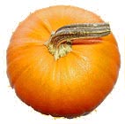 Kürbis, Pumpkin