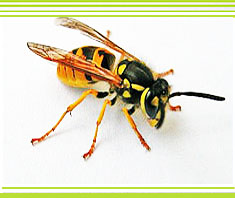 Insektenallergie